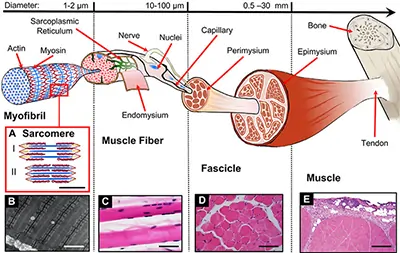 Hierarchical structure of skeletal muscle. A) Sarcomere morphology and sliding mechanism (Scalebar 0.5 nm): Actin (red), Myosin (blue) and Titin (yellow) filaments are shown in the relaxed state (I) and during the contraction (II). The jagged sides represent the Z-lines. The central space without actin filaments is the H zone. B) Transmission Electron Microscopy (TEM) image of myofibrils (scalebar = 1 nm. Reproduced under CC0 1.0 Universal Public Domain Dedication. Author: Louisa Howard). C) Phase Contrast Microscope (PCM) image of skeletal muscle fibers. Dark violet elliptical elements are the myocytes nuclei (scalebar = 50 μm. Reproduced under CC0 1.0 Universal Public Domain Dedication. Author: Berkshire Community College). D) Histological image of a fascicle cross-section. Larger white bands are the perimysium membranes. Circular structures are the muscle fibers, while the darker violet dots are the myocytes nuclei (scalebar = 100 μm. Reproduced under Attribution-ShareAlike 3.0 Unported. Author: Ganimedes). E) Histological image of a portion of muscle cross-section. In the upper part, the epimysium membrane is visible (scalebar = 0.5 mm. adapted from [170] , reproduced under permission. Copyright 2008, Elsevier B.V.).